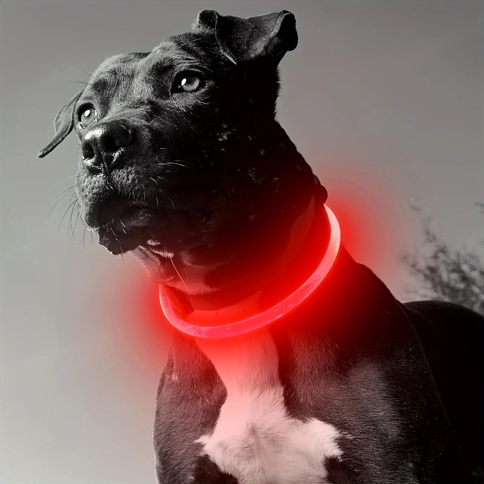 USB Rechargeable LED Dog Collar – product image 7