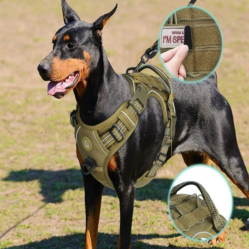 Tactical dog harness MOLLE no-pull worn by Doberman